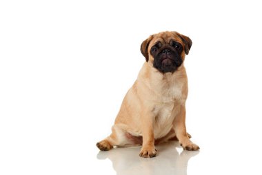 Pug Dog beyaz arkaplanda izole edildi