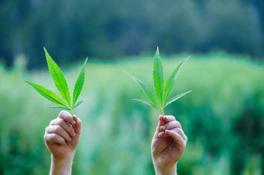 Marihuana yaprağı tutan el