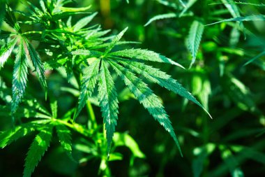 tomurcukları vahşi büyüyen esrar