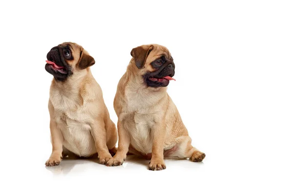 Puppies of pug isolated on a white background — Stock Photo, Image