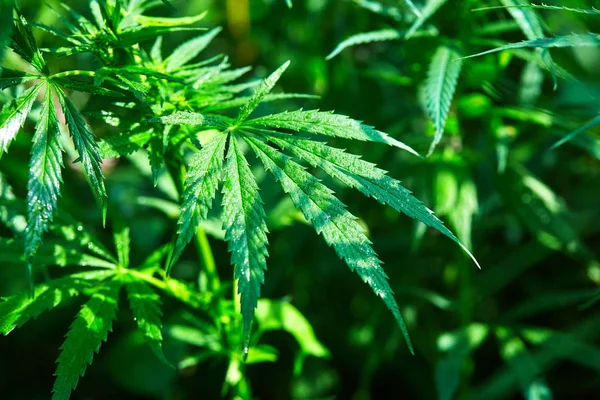 tomurcukları vahşi büyüyen esrar