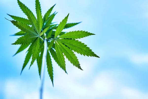 Young cannabis plant marijuana plant detail — Stock Photo, Image