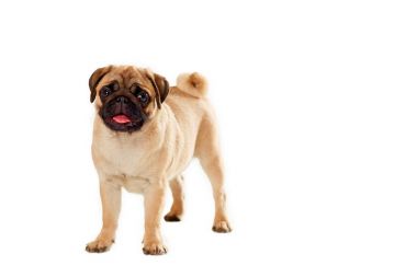 Beyaz bir arka plan üzerinde izole pug yavruları