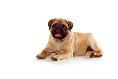 Beyaz bir arka plan üzerinde izole pug yavruları