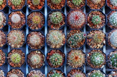 Tencere fide kaktüsler