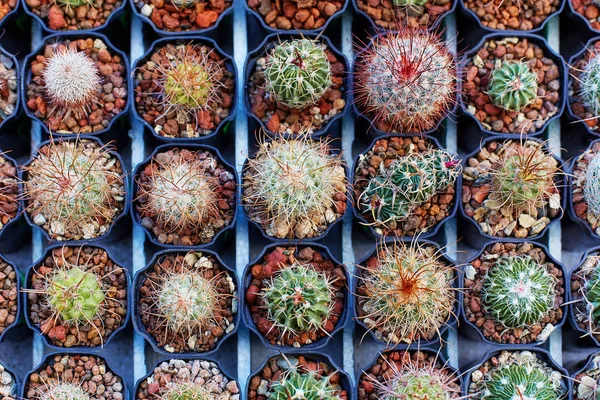 Cactus de plántulas en macetas — Foto de Stock