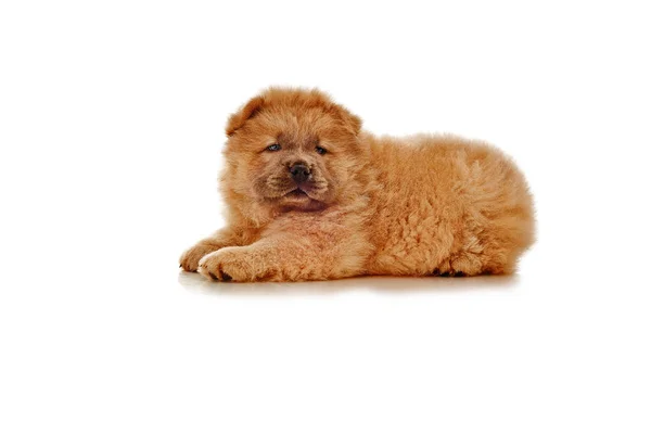 Fluffy chow-chow puppy isolated over white background — Stock Photo, Image