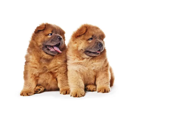 Two cute chow-chow puppies isolated over white background — Stock Photo, Image