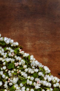 Bahar tomurcukları eski kahverengi ahşap zemin üzerinde.