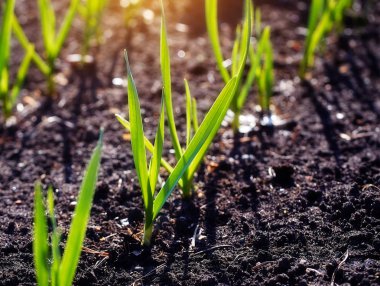 Genç sürgünler plantasyonda bahar.
