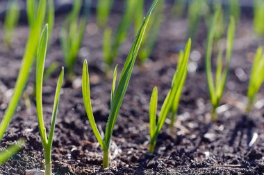 Genç sürgünler plantasyonda bahar.