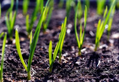 Genç sürgünler plantasyonda bahar.