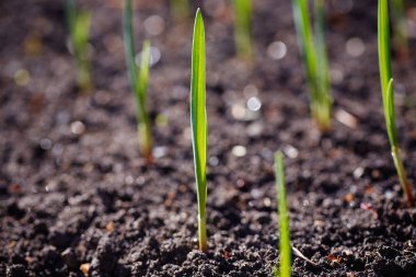 Genç sürgünler plantasyonda bahar.