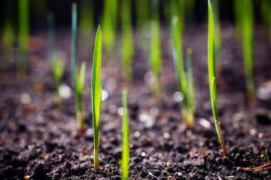 Genç sürgünler plantasyonda bahar.