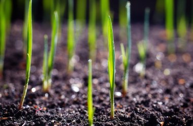 Genç sürgünler plantasyonda bahar.