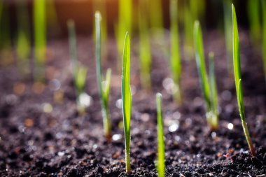 Genç sürgünler plantasyonda bahar.