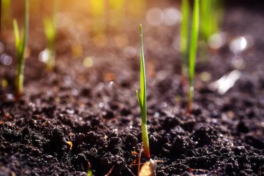 Genç sürgünler plantasyonda bahar.