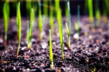 Genç sürgünler plantasyonda bahar.