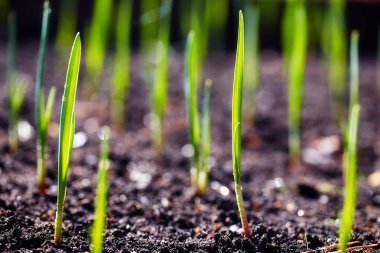 Genç sürgünler plantasyonda bahar.