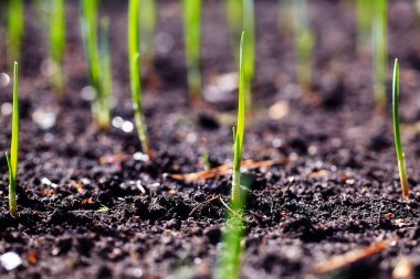 Genç sürgünler plantasyonda bahar.