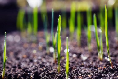 Genç sürgünler plantasyonda bahar.