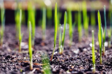 Genç sürgünler plantasyonda bahar.