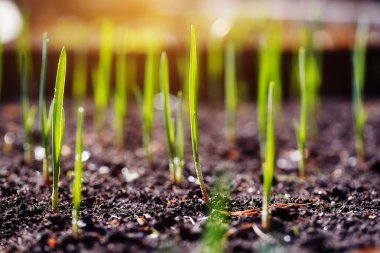 Genç sürgünler plantasyonda bahar.