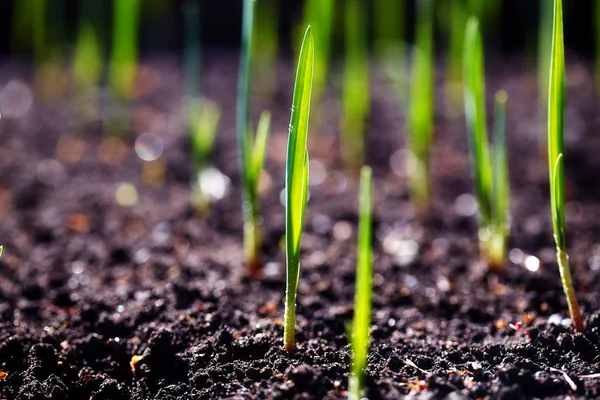 Genç sürgünler plantasyonda bahar.