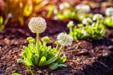 Topu çuha çiçeği (Primula denticulata)