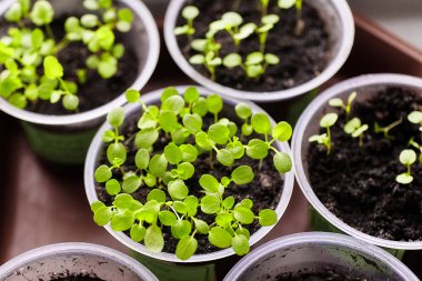 Genç taze fide plastik kap, ekimi sera içinde duruyor. Fidan Filiz. Seçici odak ve sığ derinlik-in tarla.