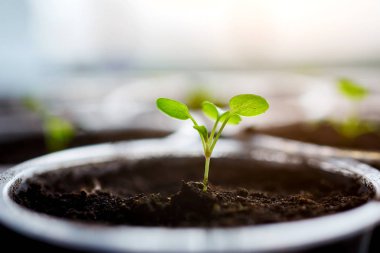 Genç taze fide plastik kap, ekimi sera içinde duruyor. Fidan Filiz. Seçici odak ve sığ derinlik-in tarla.