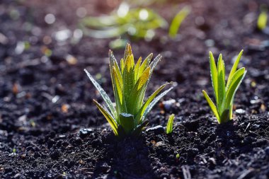 Lily bahar bahçe çiğ damlaları ile lahanası