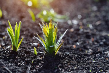 Lily bahar bahçe çiğ damlaları ile lahanası