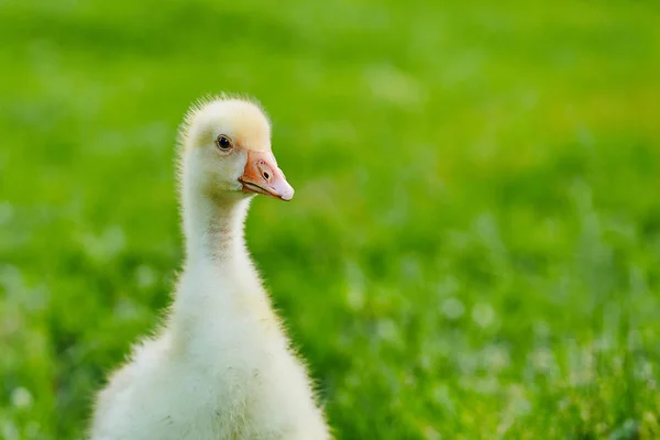 Gosling står på gräset på gården — Stockfoto