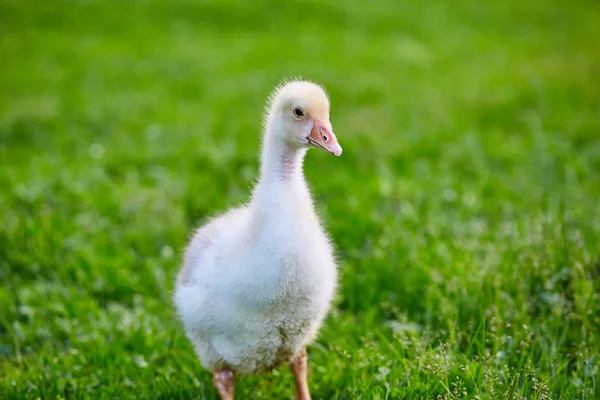 Gosling står på gräset på gården — Stockfoto