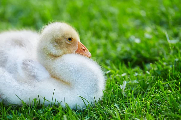 Liten gås närbild — Stockfoto