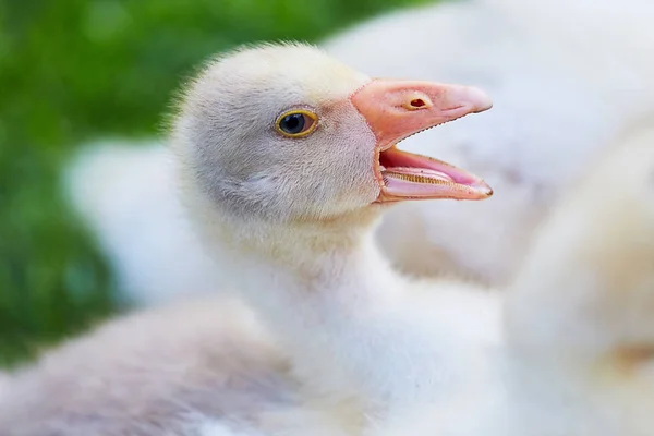 Liten gås närbild — Stockfoto