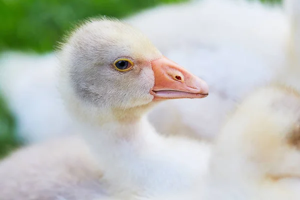 Liten gås närbild — Stockfoto