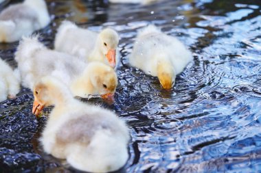 Bir sürü yiyecek bulmak su genç kuşlar.