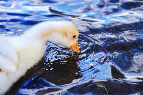 En flock unga gässlingar på vattnet på jakt efter mat. — Stockfoto