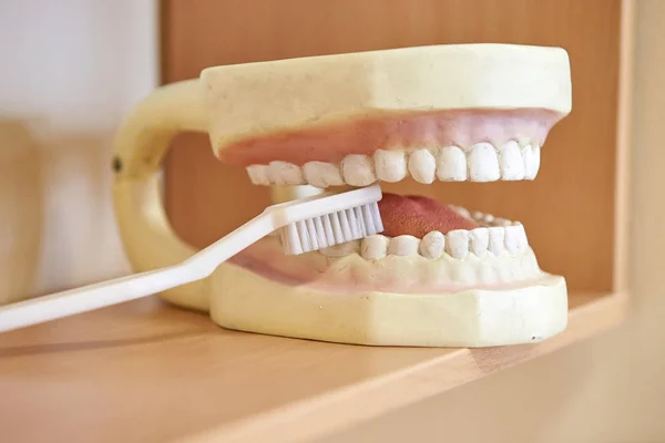 Układ zębów dla dentysty ze szczoteczką do zębów. martwa natura na temat stomatologii i stomatologii, odontologii, medycyny — Zdjęcie stockowe