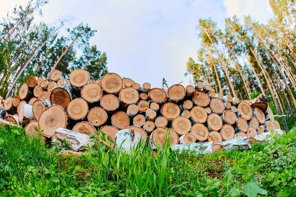 Die gefällten Bäume werden gestapelt und für den Brennholzschnitt vorbereitet — Stockfoto