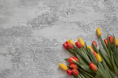 Beyaz desenli arka planda güzel laleler, üst manzara, çerçeve, sınır. Herhangi bir olay için laleli kartpostal