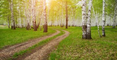 Bahar huş ormanında bir patika. Tipik Rus manzarası.