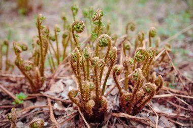 Pteridium aquilinum (brakken, brake veya brakken), kartal eğreltiotu olarak da bilinir. Genç çekimler, yakın plan.