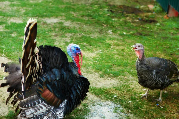 Pavos Deambulando Por Corral Una Granja — Foto de Stock