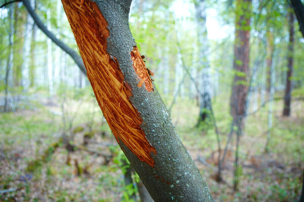 Деталь ствола ивы с корой, съеденной оленями в холодную долгую зиму.