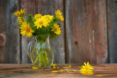 Bahar hala hayattır. Yağmurdan sonra cam bir kavanozda sarı Adonis çiçekleri, hepsi bir su damlasında. Boşluğu kopyala, seçici odak