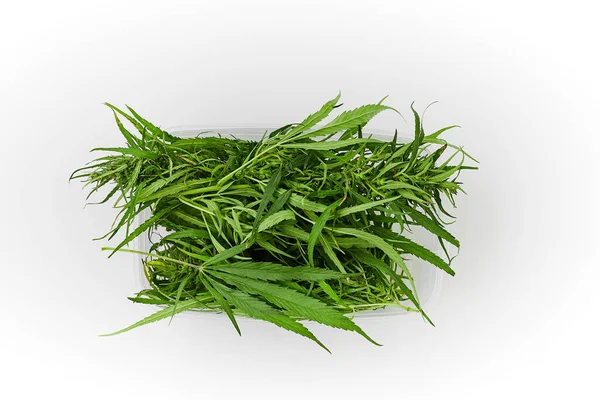 Lots of green leaves and cannabis herb marijuana in a plastic container isolated on white background. — Stock Photo, Image