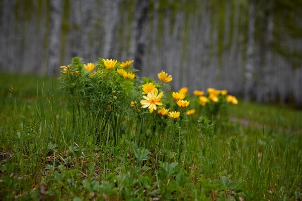 Printemps sauvage fleur jaune vif Adonis vernalis dans les clairières de la forêt de bouleaux — Photo